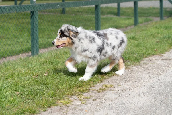 Australiska Shepherd valp är glada att utforska området på gården. Tricolor-hunden är avslappnad. Sett framifrån — Stockfoto