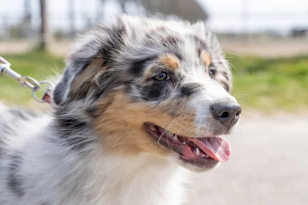 Australian Shepherd Dog puppy hoofd, de driekleurige hond heeft tong steken uit zijn mond. gezien vanaf de voorzijde — Stockfoto