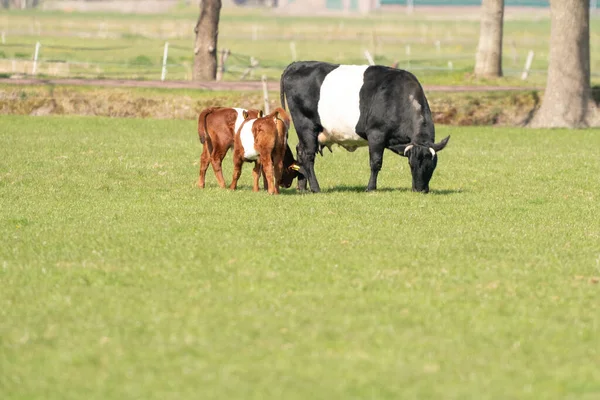 Uma vaca Lakenvelder preta e branca com dois bezerros castanhos, está pastando em um prado holandês verde — Fotografia de Stock