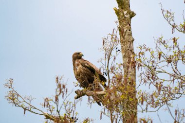 Etkileyici bir akbaba, buteo buteo, İlkbaharda bir dalda fotokopi alanı ile oturuyor. Baskın yırtıcı kuş bir dalda gözlem yapıyor. Beyaz ve kahverengi tüylü tüylü bir hayvan. Mavi gökyüzü