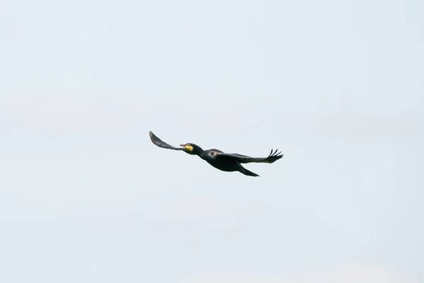 Cormorão detalhado em voo contra um céu azul brilhante com nuvens brancas — Fotografia de Stock