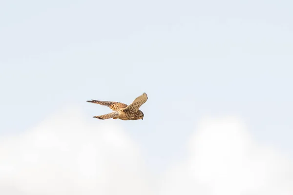 Primer plano de Kestrel pájaro de presa se cierne sobre un hermoso cielo azul con nubes blancas y, la caza de presas — Foto de Stock
