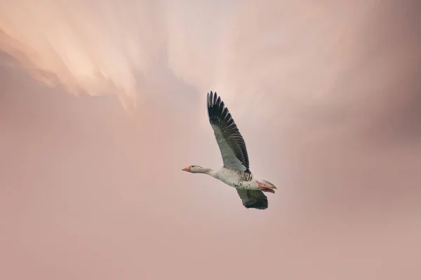 Une oie crue détaillée, Anser anser, en fuite contre un ciel brun doré. Espace de copie — Photo