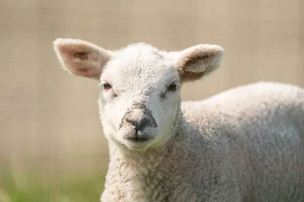 Una testa di agnello appena nata. L'agnello bianco guarda dritto nella telecamera. In una mattina di primavera — Foto Stock