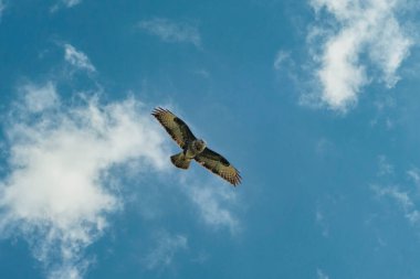 Büyük Şahin mavi gökyüzünde beyaz bulutlarla süzülüyor. Kanatları açık uçan güzel yırtıcı kuş. Hollanda 'da vahşi yaşam
