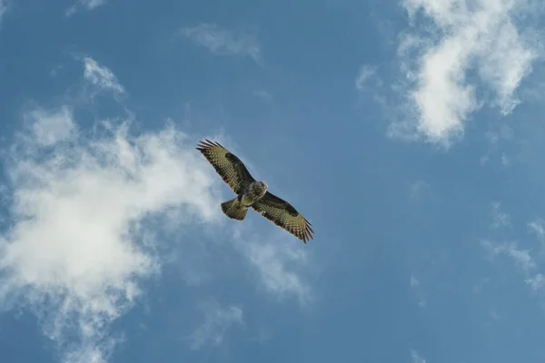 Großer Mäusebussard schwebt am blauen Himmel mit weißen Wolken. Schön fliegender großer Raubvogel mit gespreizten Flügeln. Wildtiere in den Niederlanden — Stockfoto