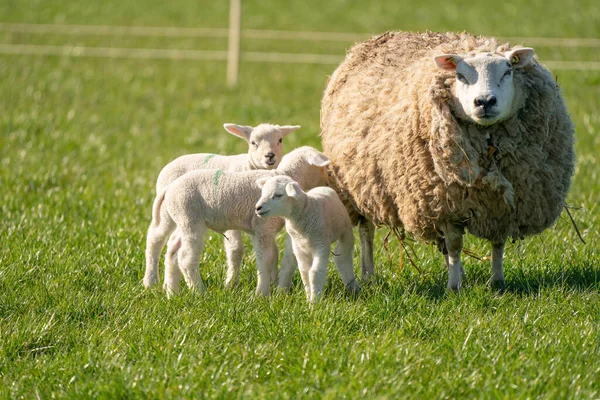 Madre pecora e le sue agnelli tripletta sono in erba fresca verde. In una mattina di primavera — Foto Stock