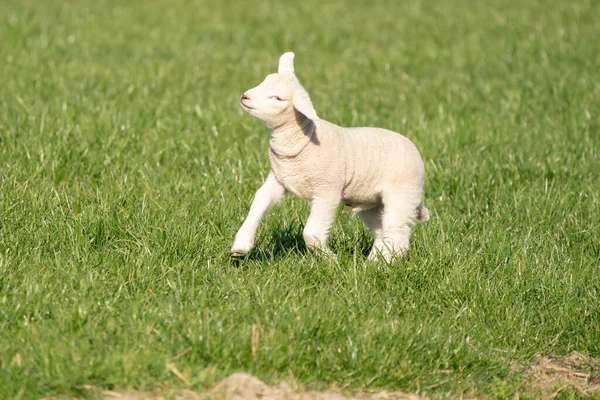 一只新生的白羊羔在鲜绿的草地上跳跃和嬉戏。春天的早晨 — 图库照片