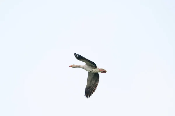 Oie crue détaillée, Anser anser, en vol contre le ciel bleu — Photo