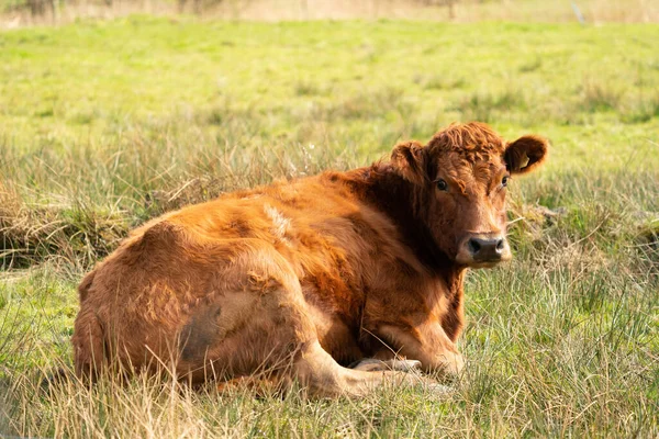 Vaca angus roja, la vaca se encuentra relajada en un prado verde holandés. Loo. —  Fotos de Stock
