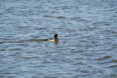 Tüylü ördek erkek suda yüzer. Tüylerinde ve kafasında parlak su damlacıkları var. Dalgalanan su koyu mavi.
