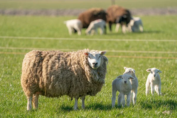 Madre pecora e le sue agnelli tripletta sono in erba fresca verde. In una mattina di primavera — Foto Stock