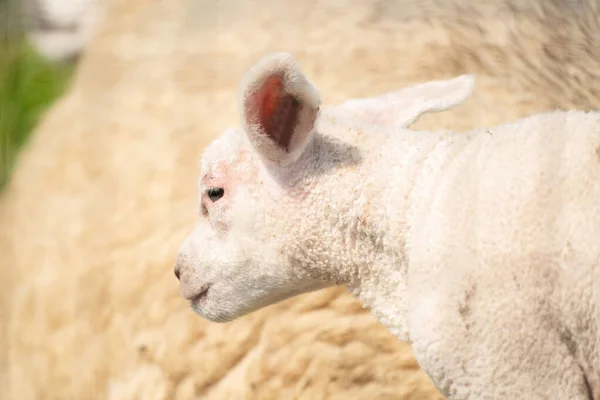 Una testa di agnello bianco appena nato. In vista laterale, madre pecora sullo sfondo. In una mattina di primavera — Foto Stock