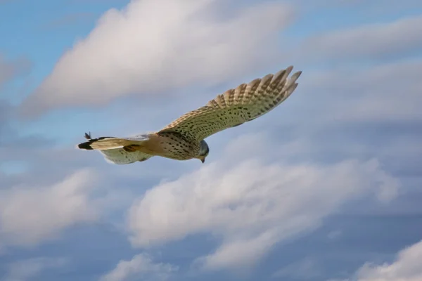 Kestrel roofvogel zweeft tegen een dramatische lucht met kleurrijke blauwe en witte wolken, op jacht naar prooi. Achtergrond, kopieer ruimte — Stockfoto
