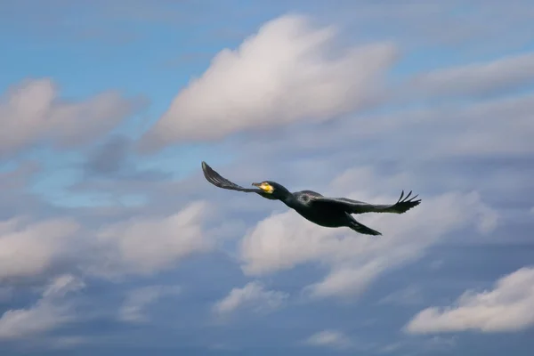 Um Cormorão detalhado em voo com asas abertas. Contra um céu azul com nuvens brancas. Espaço de cópia — Fotografia de Stock