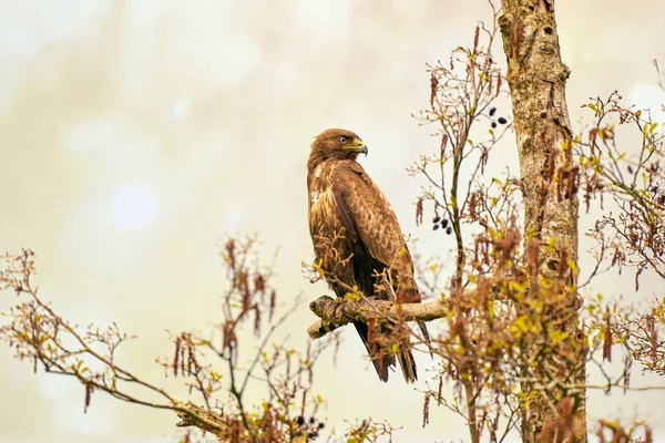 Εντυπωσιακό buzzard, buteo buteo, κάθεται σε ένα κλαδί την άνοιξη με χώρο αντίγραφο. Το κυρίαρχο αρπακτικό πουλί παρατηρεί σε ένα κλαδί. Δάχτυλο ζώο με λευκό και καφέ φτέρωμα. Εντυπωσιακό ουρανό — Φωτογραφία Αρχείου