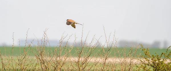 Netzbanner eines Greifvogels schwebt über Gras und Büschen auf der Jagd nach Beute. Cover oder soziale Medien — Stockfoto