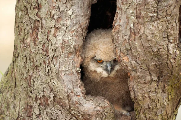 Uma coruja selvagem de águia. Seis semanas de idade pássaro senta-se em uma árvore oca. Os olhos alaranjados olham para ti — Fotografia de Stock