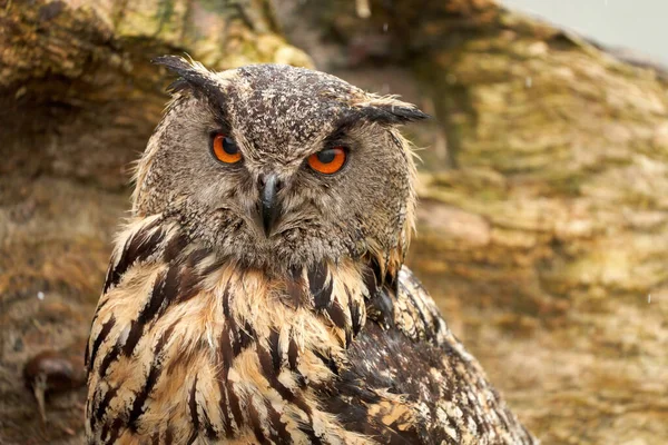 Una cabeza detallada de un búho águila búho. Ojos anaranjados miran a la cámara —  Fotos de Stock