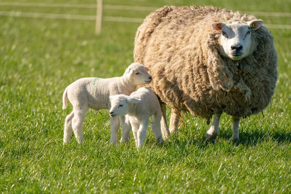 Madre pecora e i suoi agnelli gemelli sono in erba fresca verde. In una mattina di primavera — Foto Stock