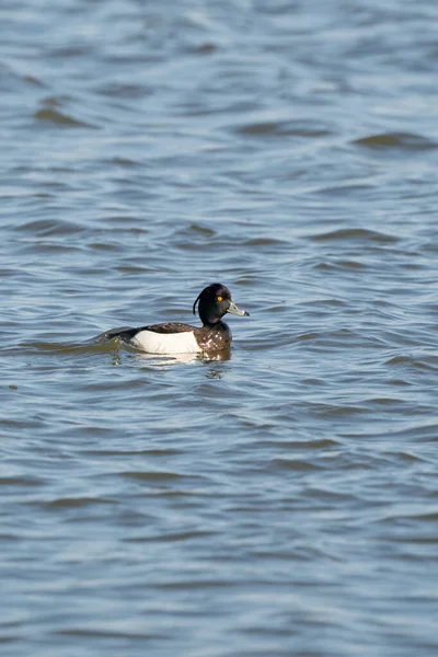 Pato de mechón macho con ojo amarillo nada en el agua. Gotas de agua brillante en las plumas y la cabeza. El agua ondulada es azul oscuro — Foto de Stock