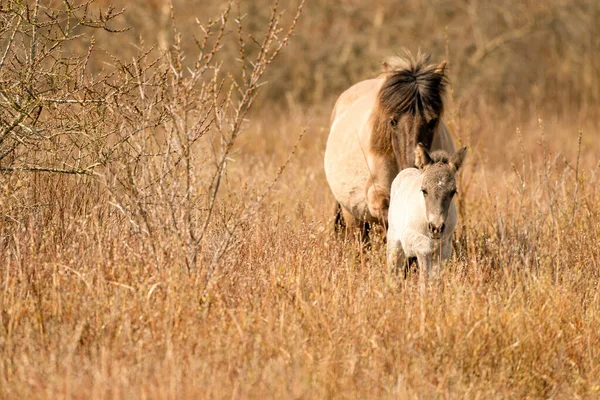 Mare och föl konik häst i ett naturreservat, De vandrar i de gyllene vass. Nyfödd visar vägen — Stockfoto