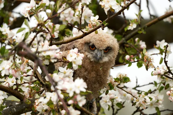 One owl chick eagle owl sits in a tree full of white blossoms. Closeup of a six week old bird with orange eyes