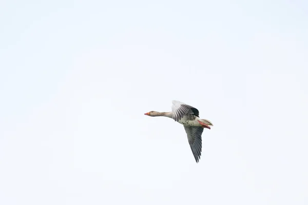 Detailed raw goose, Anser anser, in flight against blue sky — Stock Photo, Image