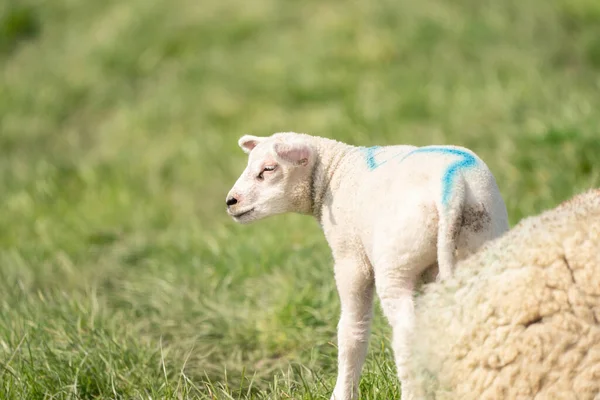 Un agnello bianco appena nato. Vista laterale. Una parte di una pecora madre in primo piano In una mattina di primavera — Foto Stock