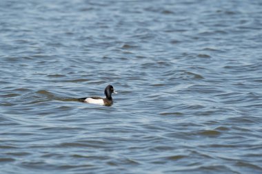Sarı gözlü ördek adam suda yüzüyor. Tüylerinde ve kafasında parlak su damlacıkları var. Dalgalanan su koyu mavi.