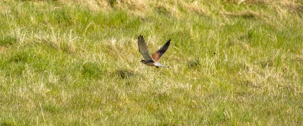 Banner web de un pájaro cernícalo de presa flota por encima de la hierba cazando presas. Portada o redes sociales — Foto de Stock