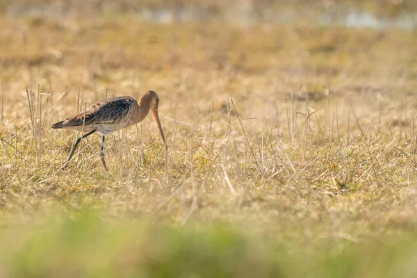 Godwit mâle à queue noire debout sur des roseaux. À la recherche de nourriture en marchant, herbe verte au premier plan, couleurs dorées — Photo