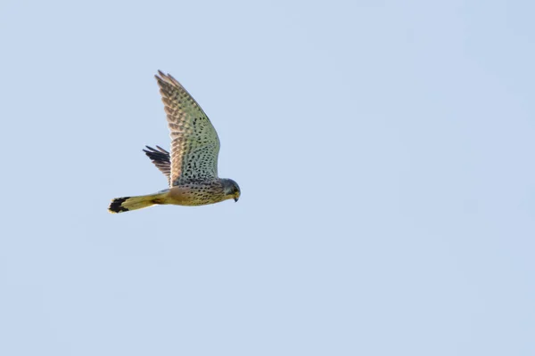En detaljerad Kestrel flyter mot en vacker blå himmel. Bytesfågeln är på jakt efter byte. — Stockfoto