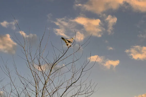 Close-up de um pássaro de rapina Kestrel fica no topo de uma árvore nua. Contra um céu de cor azul e laranja — Fotografia de Stock