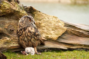 Wild Eagle Owl mother and a chick. The six-week-old white owl is still unstable on its feet in the grass