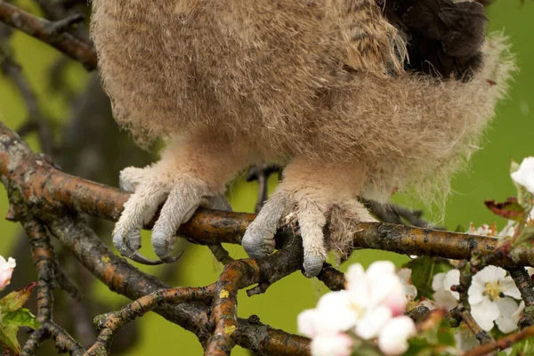 Closeup of the claws of a chick owl eagle owl sitting in on a branch in the tree — Φωτογραφία Αρχείου