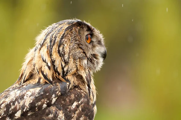 Una cabeza detallada de un búho adulto pollo búho águila. Visto desde un lado, ojos anaranjados — Foto de Stock