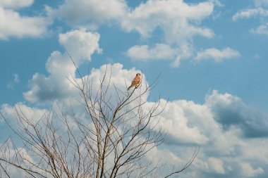 Close-up of a Kestrel bird of prey sits in the top of a bare tree. Against a blue and white colored sky