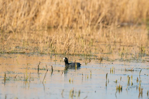 Um American Coot, com olhos vermelhos. Nadar entre juncos e relva no lago. Com a sua reflexão sobre a superfície — Fotografia de Stock