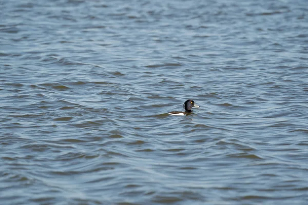 Homem pato adornado nada na água. Gotas de água brilhantes nas penas e na cabeça. A água ondulante é azul escuro — Fotografia de Stock