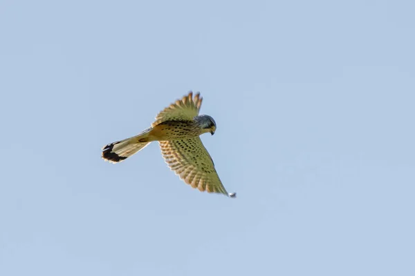 Een gedetailleerd Kestrel drijft tegen een prachtige blauwe lucht. De roofvogel is op jacht naar een prooi. — Stockfoto