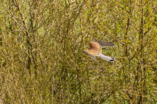 A Kestrel bird of prey floats above the grass and bushes hunting for prey — Stockfoto