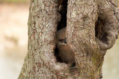 Wild Eurasian eagle owl, Bubo-bubo sits in a hollow tree. The six-week-old bird is hidden deep in the tree.