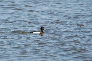 Sarı gözlü ördek adam suda yüzüyor. Tüylerinde ve kafasında parlak su damlacıkları var. Dalgalanan su koyu mavi.