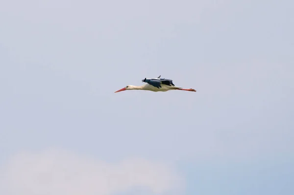 White stork flies against a blue sky with white clouds. Red beak and orange legs