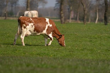 Kırmızı ve beyaz inekler yeşil çimlerde otluyor Hollanda çayırlarında