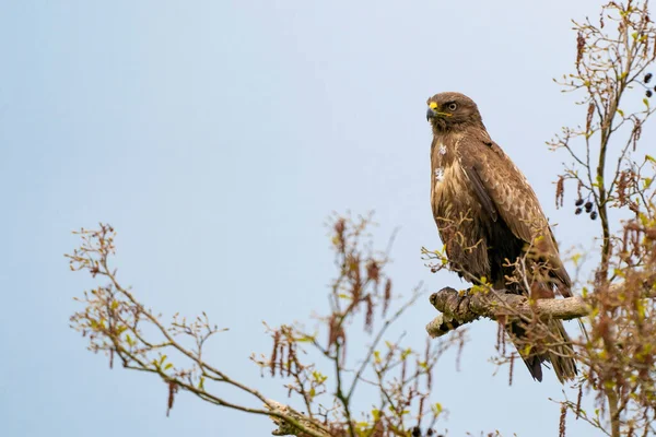 Beeindruckender Mäusebussard, buteo buteo, der im Frühling auf einem Zweig mit Kopierraum sitzt. Dominanter Greifvogel beobachtet auf einem Ast. Gefiedertes Tier mit weißem und braunem Gefieder. Blauer Himmel — Stockfoto