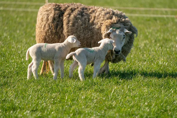 Madre pecora e i suoi agnelli gemelli sono in erba fresca verde. In una mattina di primavera — Foto Stock