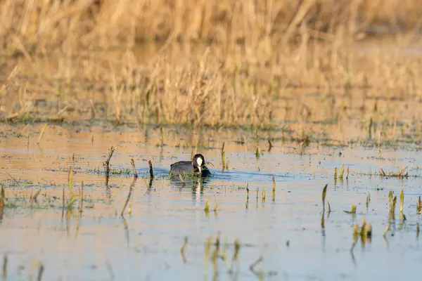 En amerikansk sot, Fulica americana, simmar i klart vatten närbild. Ät gräs i vattnet mellan vassen. Med sin reflektion över ytan — Stockfoto