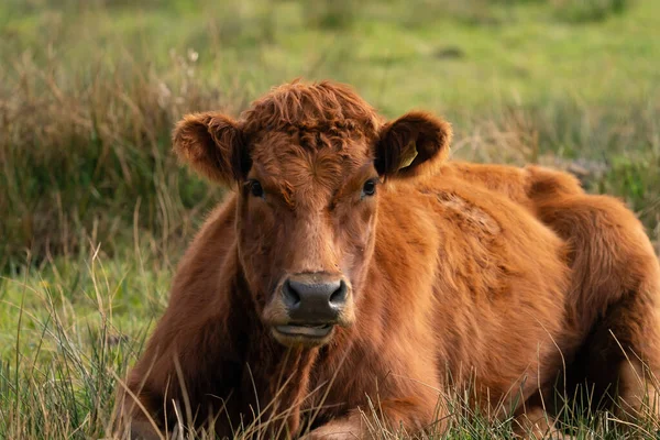 Vaca angus roja, la vaca se encuentra relajada en un prado verde holandés. Loo. —  Fotos de Stock